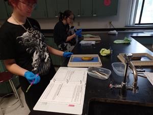 Anatomy and Phisiology
